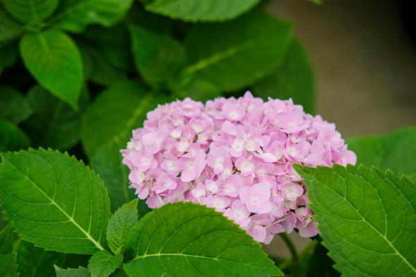 绣球花冬季怎么修剪