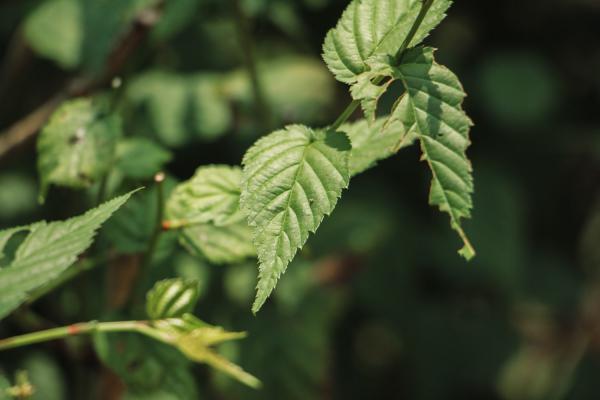 棠棣花怎么过冬,这样明年能长得更好！