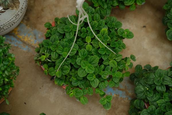 吸毒草视频：垃圾桶捡来的花，处理后放家里还能净化空气