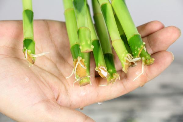 水培视频：刚买的富贵竹瓶中加点料，生根快不黄叶！