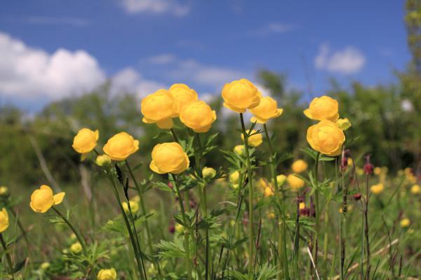 如何能让金莲花能够常年开花