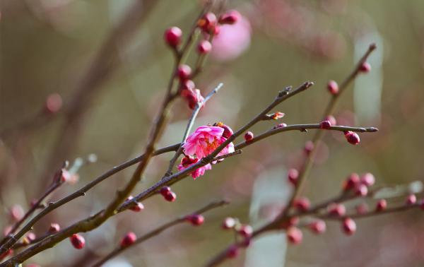 梅花一年四季都可以嫁接吗