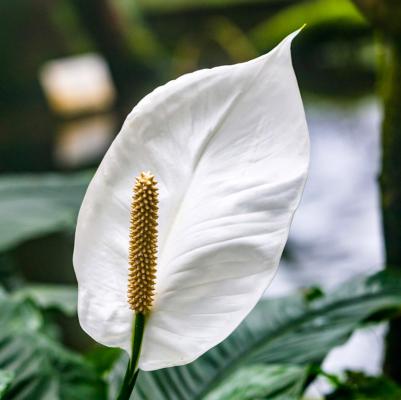 一帆风顺花能养在家中吗，在家中如何养护