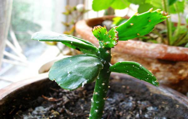 阳台植物推荐，阳台植物风水介绍