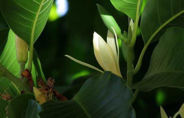 白兰花种子价格及种植方法