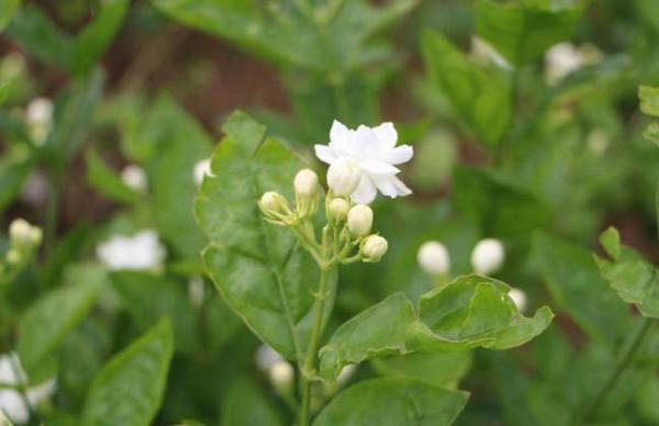 茉莉花的修剪方法