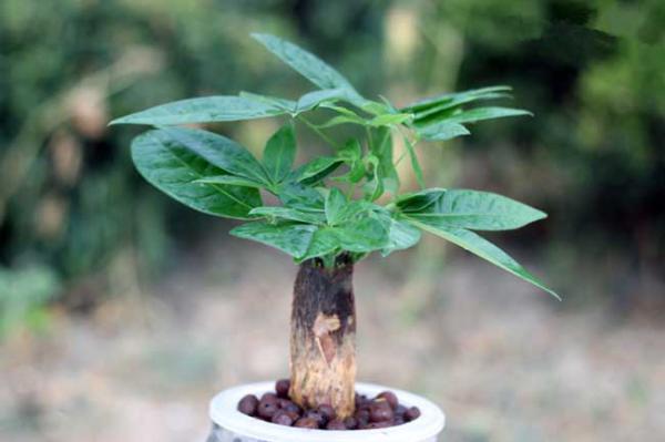 发财树种植和养护管理技术