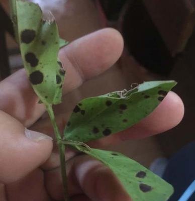 花生叶斑病如何防治（花生叶斑病用什么药好）