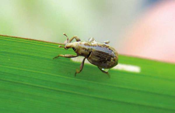 稻水象甲怎么防控？