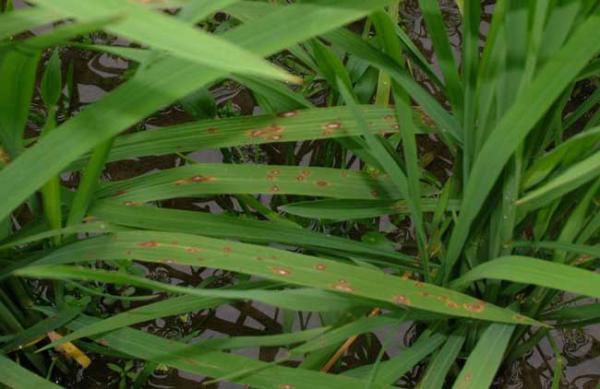 水稻种植稻瘟病防控技术