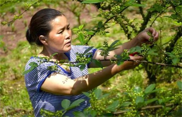 夏季花椒树怎样修剪