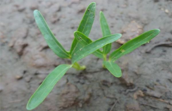 空心菜育苗技术要点