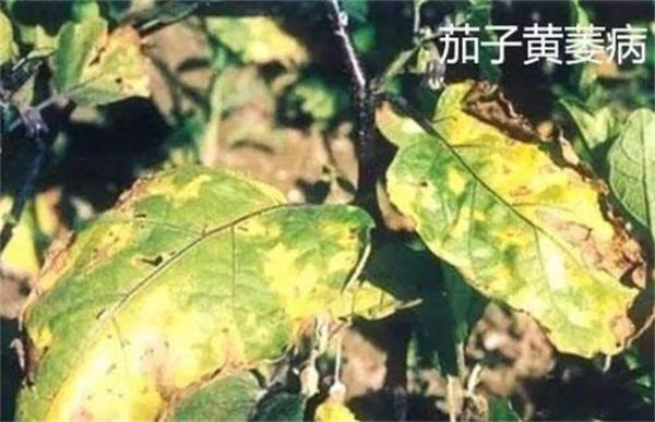 茄子萎焉原因及防治措施