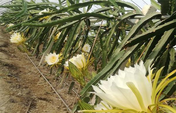 霸王花如何种植