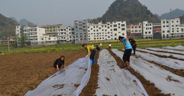 种植射干盖地膜需要注意什么？