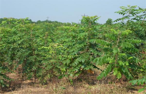 无患子种植技术